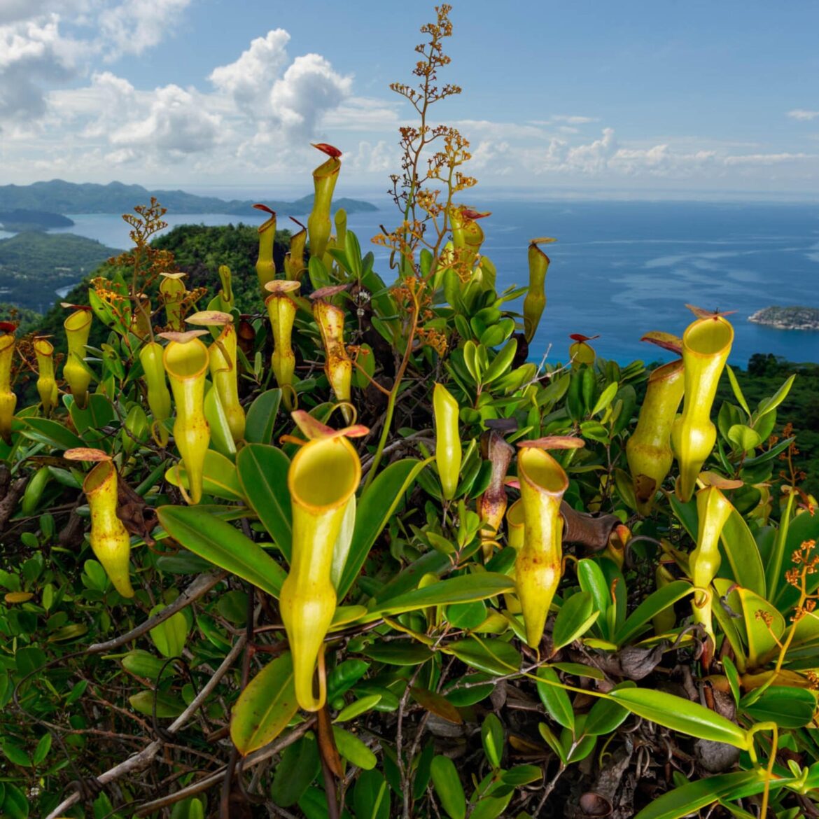 A rare pitcher plant native to the Seychelles