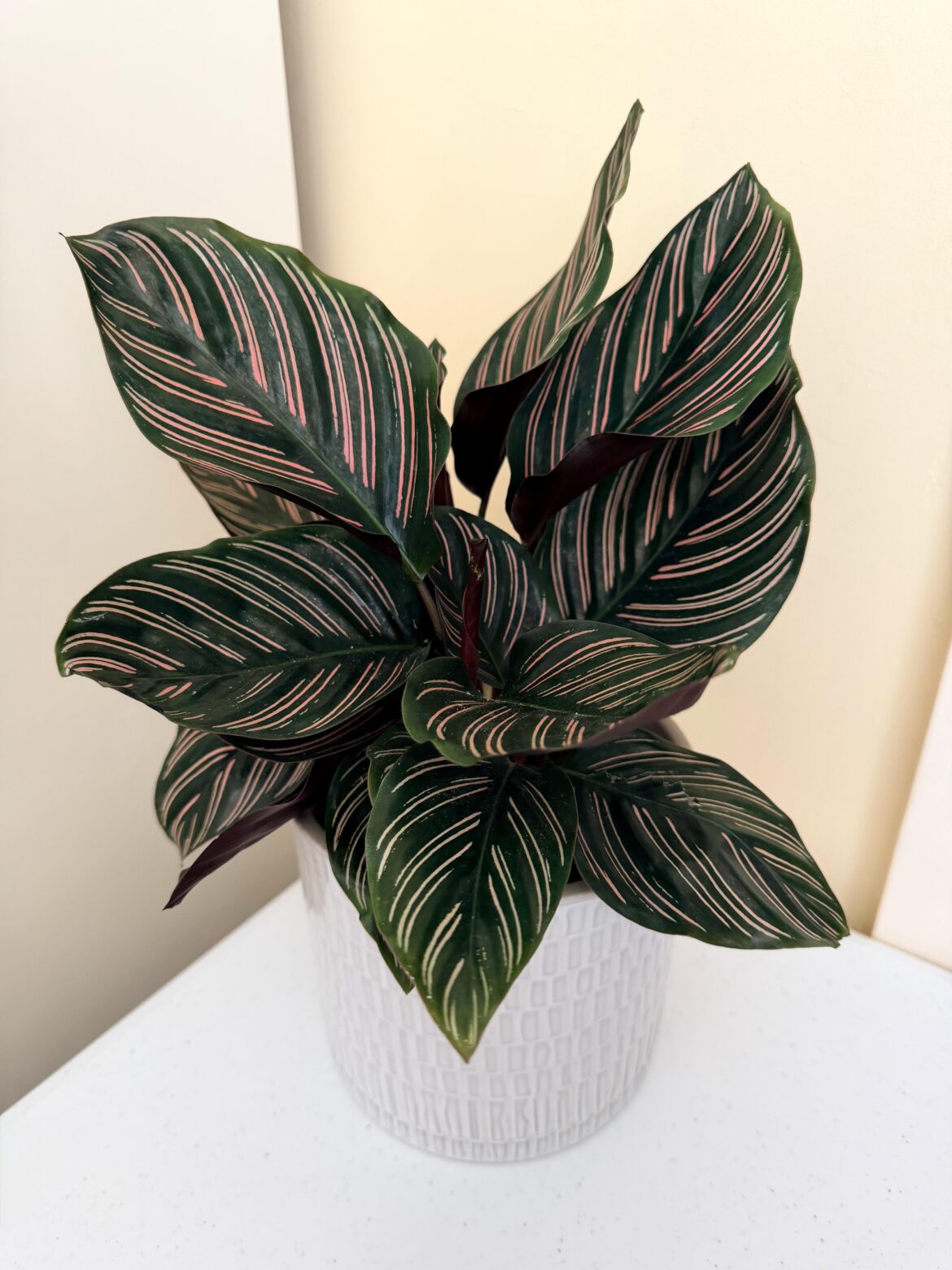 Pinstripe calathea