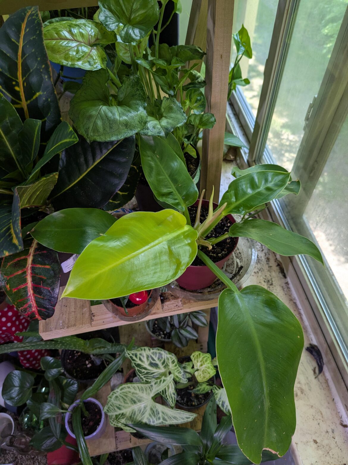 An update on my moonlight philo, she has a new leaf :)