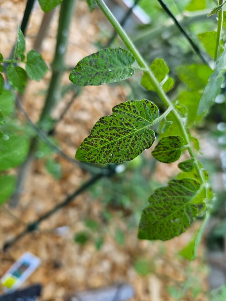 Spots on Sweet Pea Currant leaves