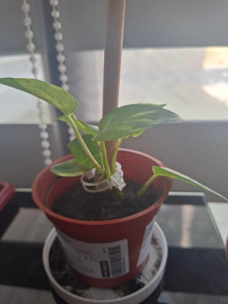 Did I pot this prop right?