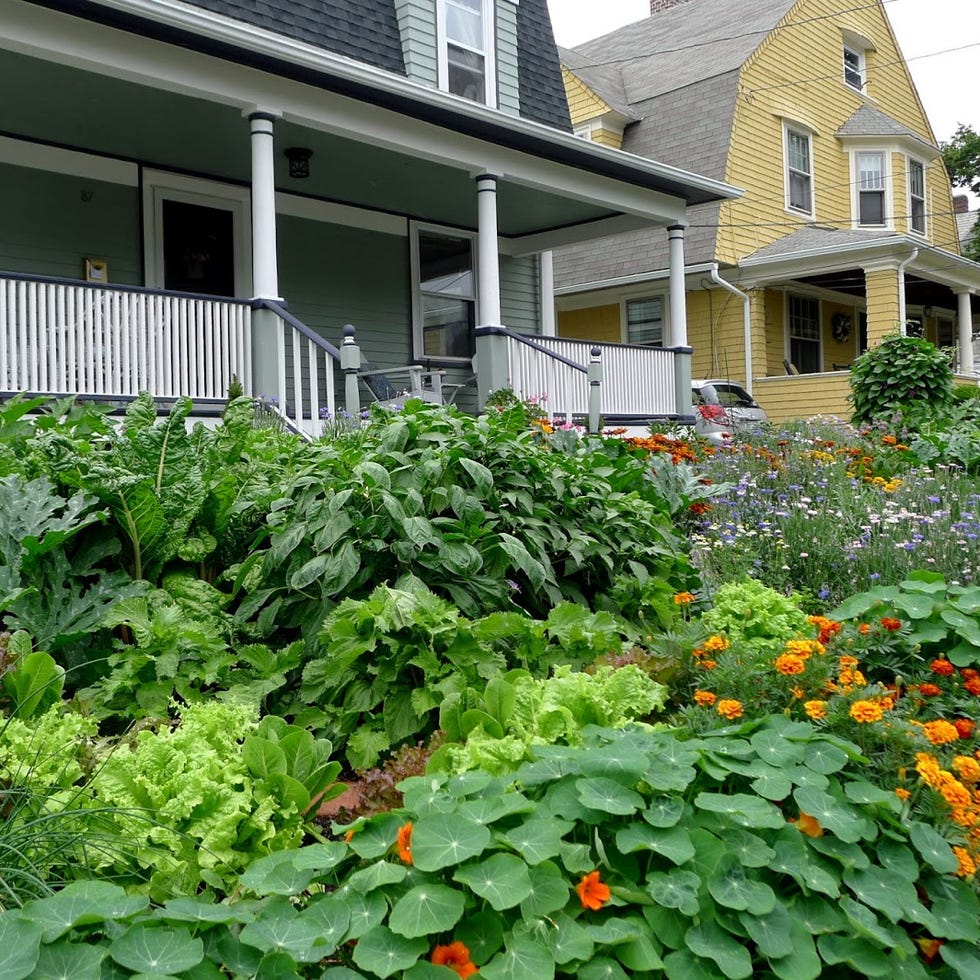 edible garden in front of house edible garden in front of house