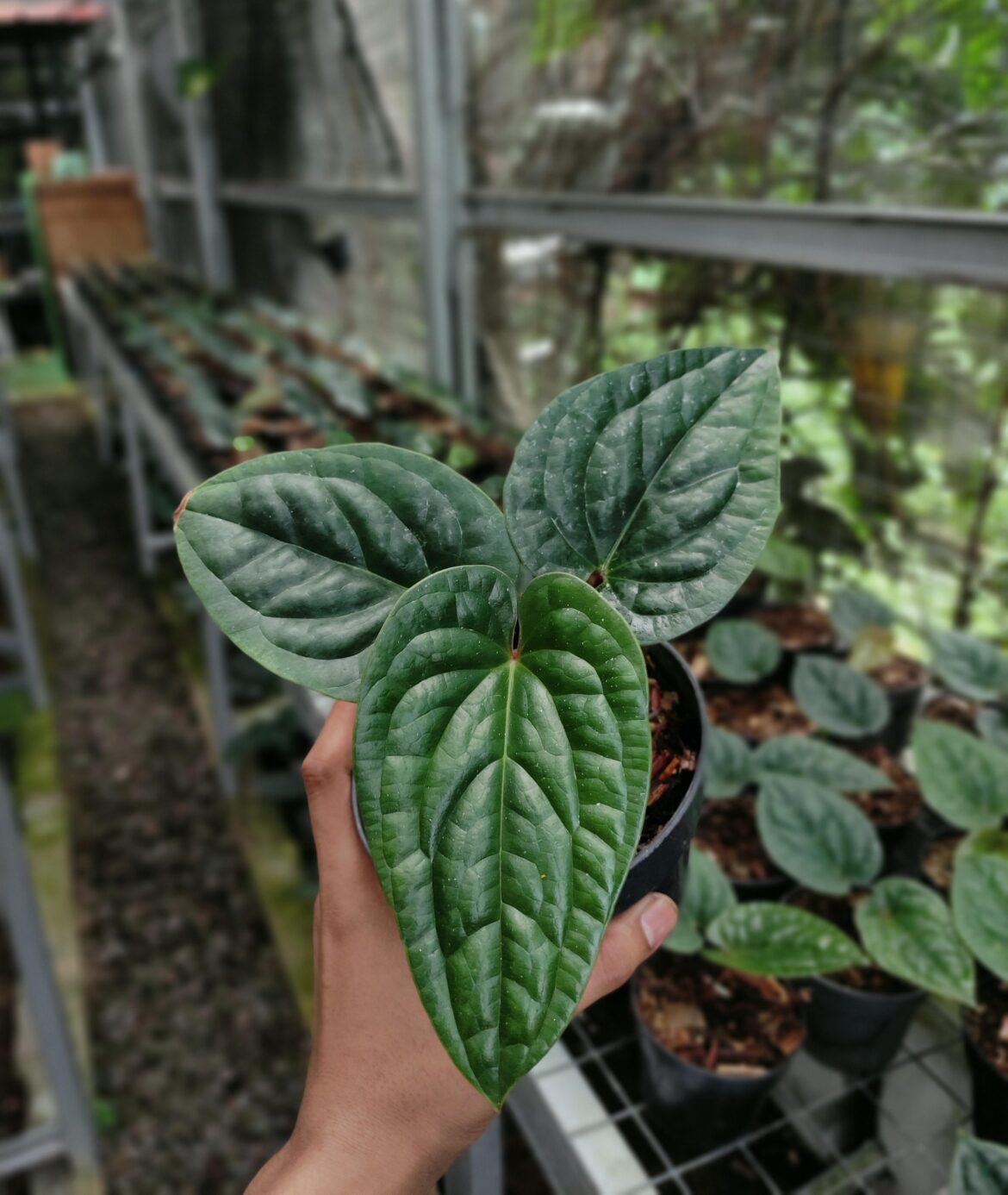 Radicans🌿