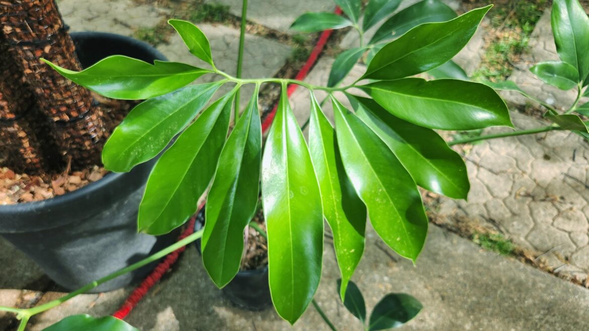 Philodendron goeldii