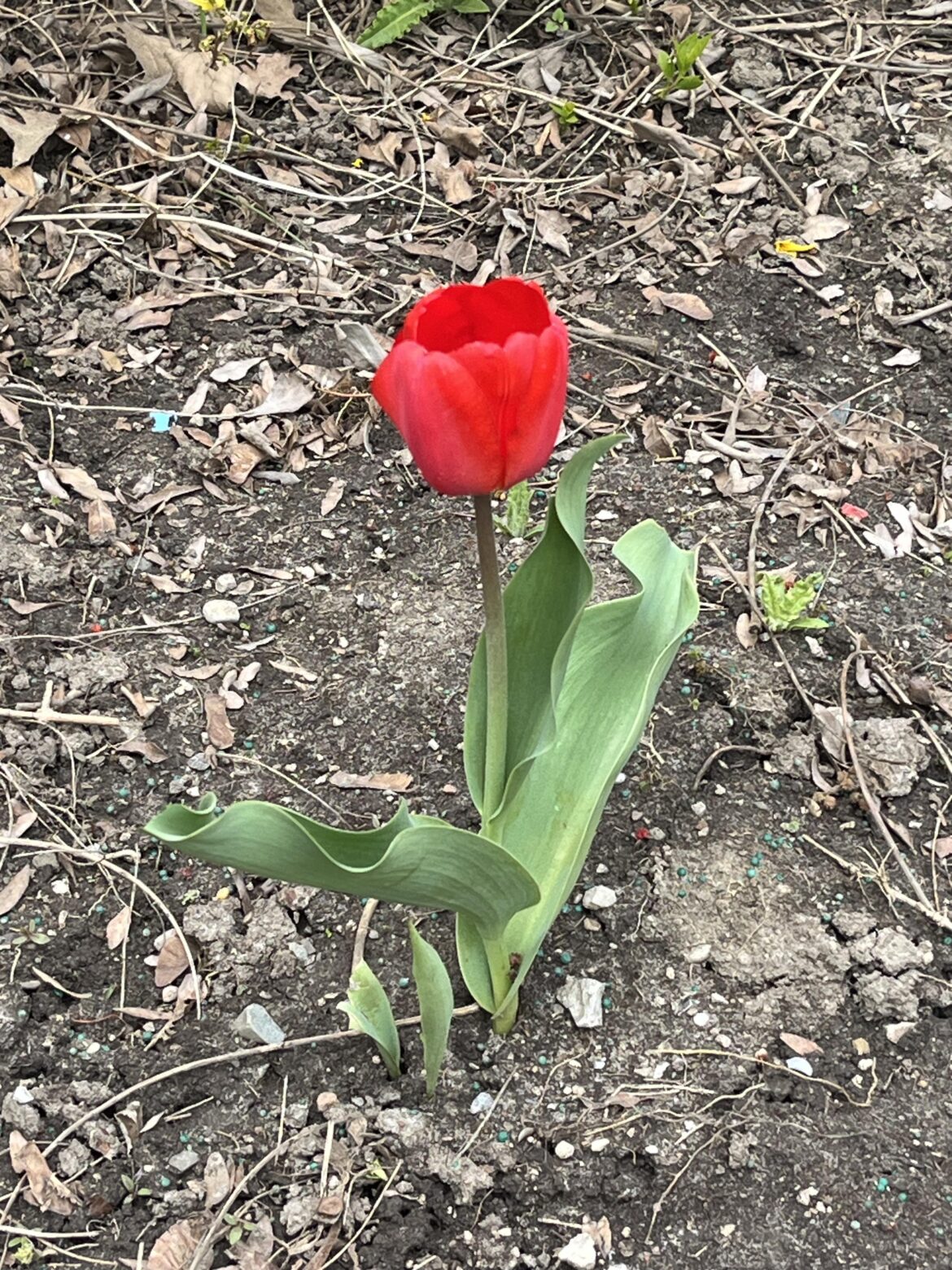 You may be alone but you are beautiful!