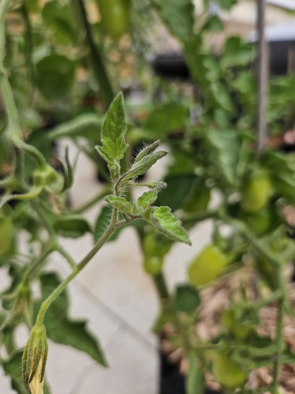Why are my san marzano tomatoes growing suckers out of the fruit sets?