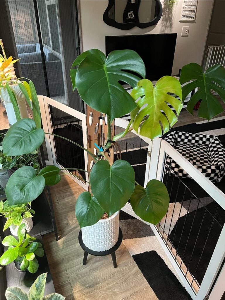 should i wait for new leaf to harden before i take a top cutting?