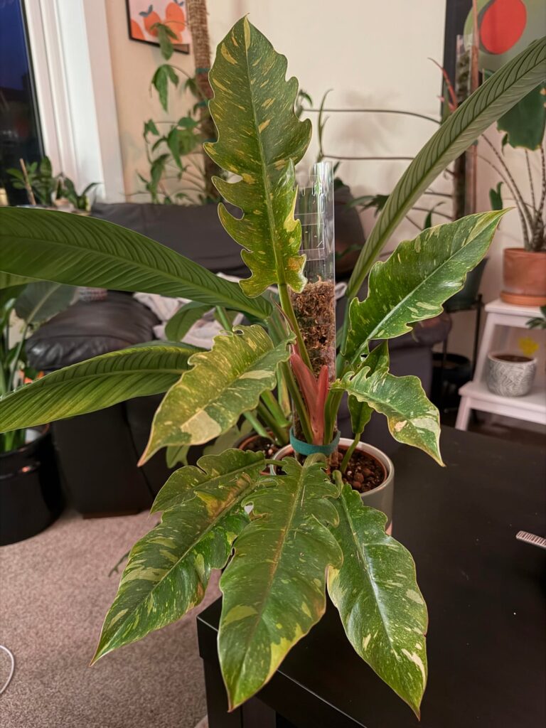 Is my Philodendron Ring of Fire growing correctly?