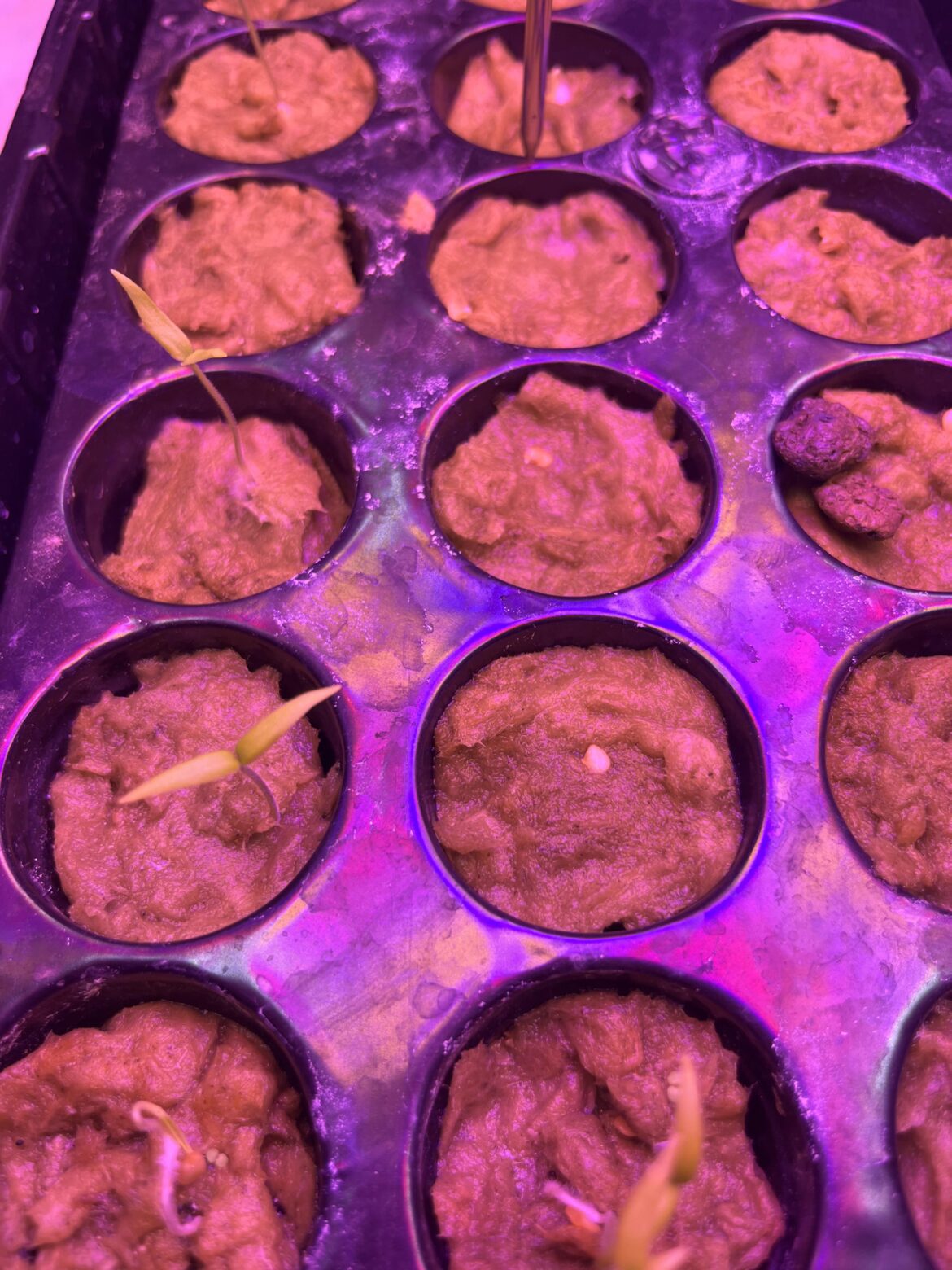 I don’t recall what I planted.