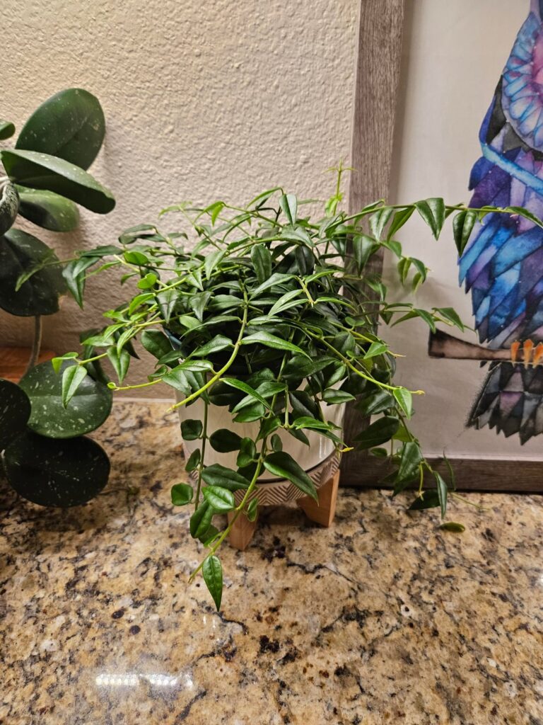 Found this massive Bella for $26 at a local nursery recently Found this massive Bella for $26 at a local nursery recently
