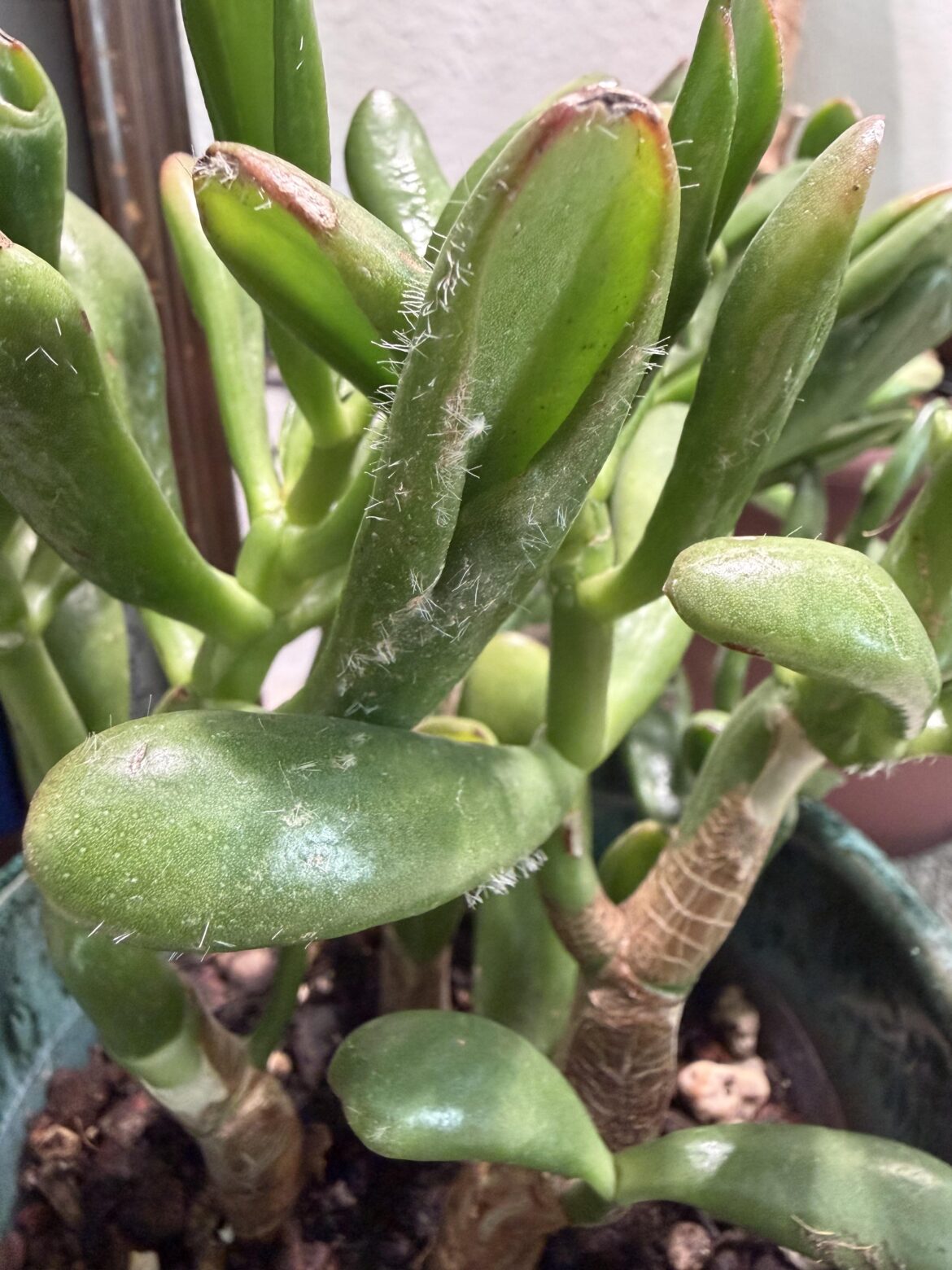 Hairs on my jade plant?