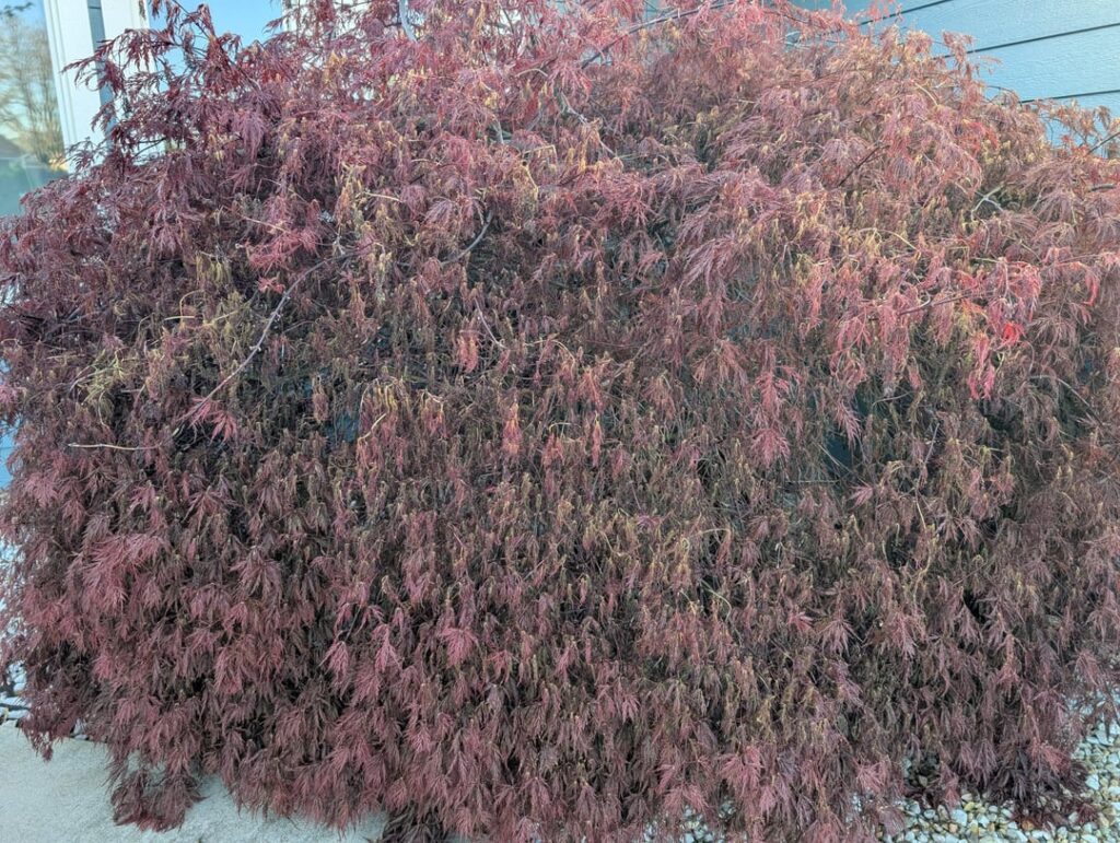 Can anyone help me with my Japanese maple