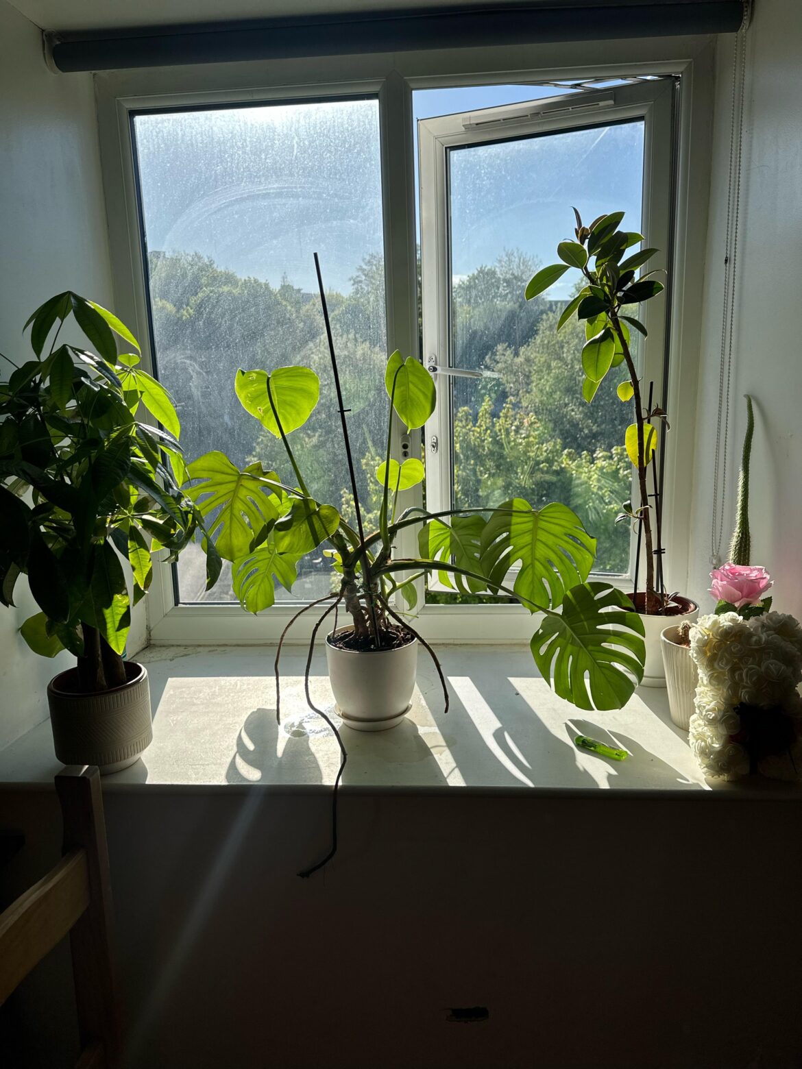 Is my Monstera facing the right way?