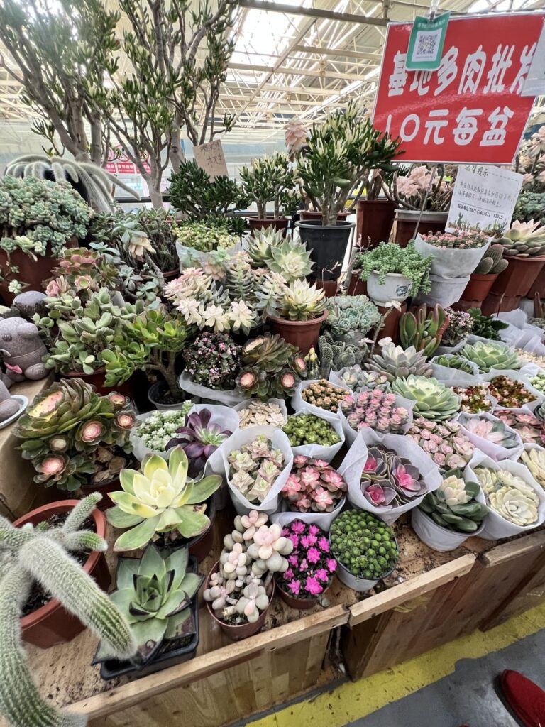 Saw some Awesome Succulents in Kunming last month