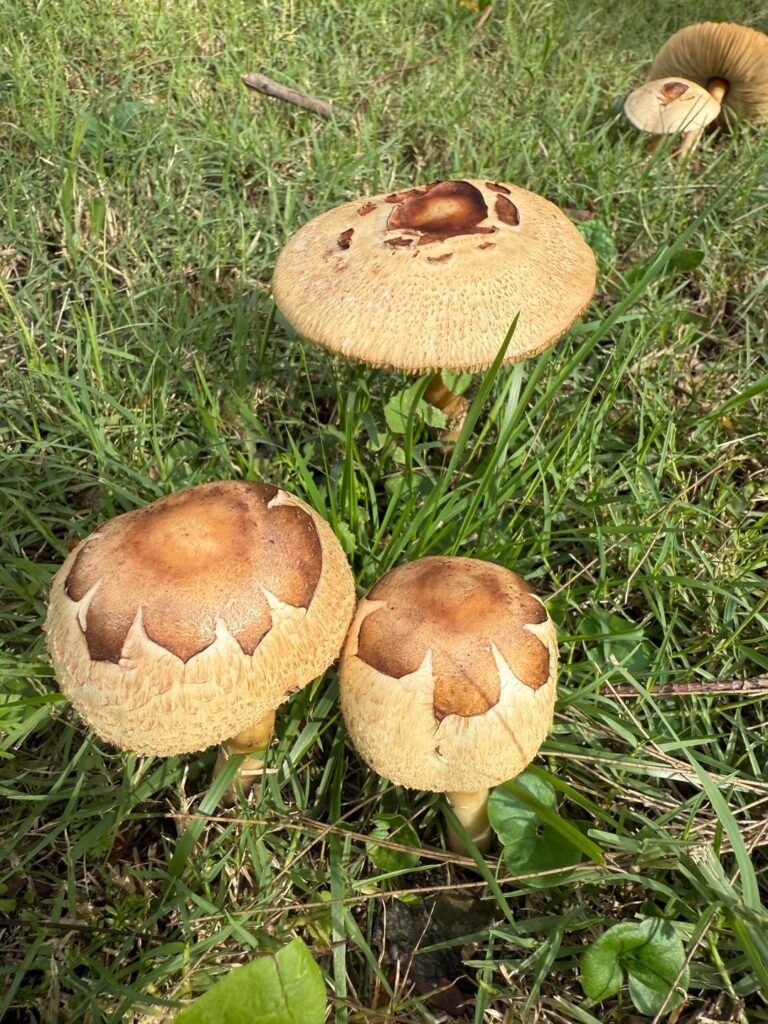 These beautiful mushrooms know their name