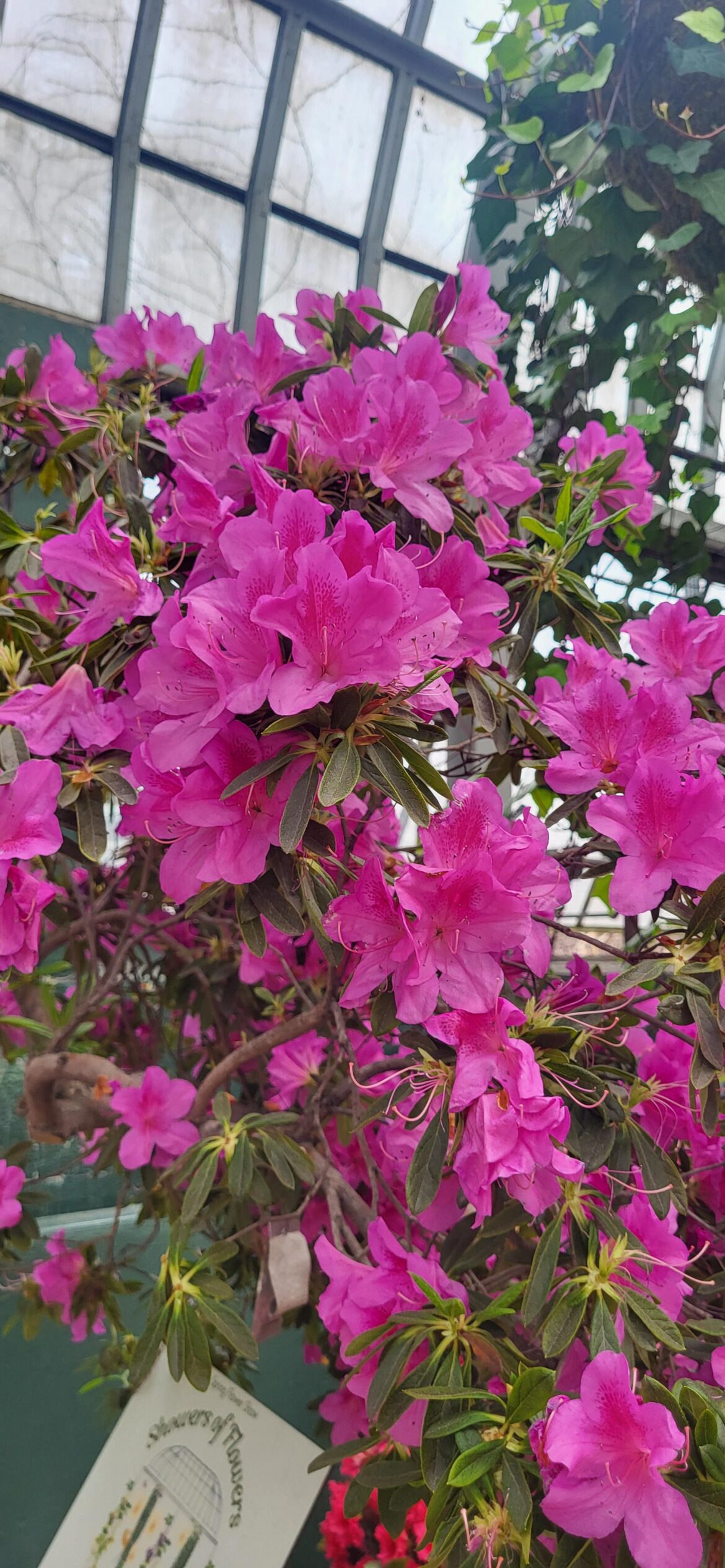 Showers of Flowers at the Conservatory