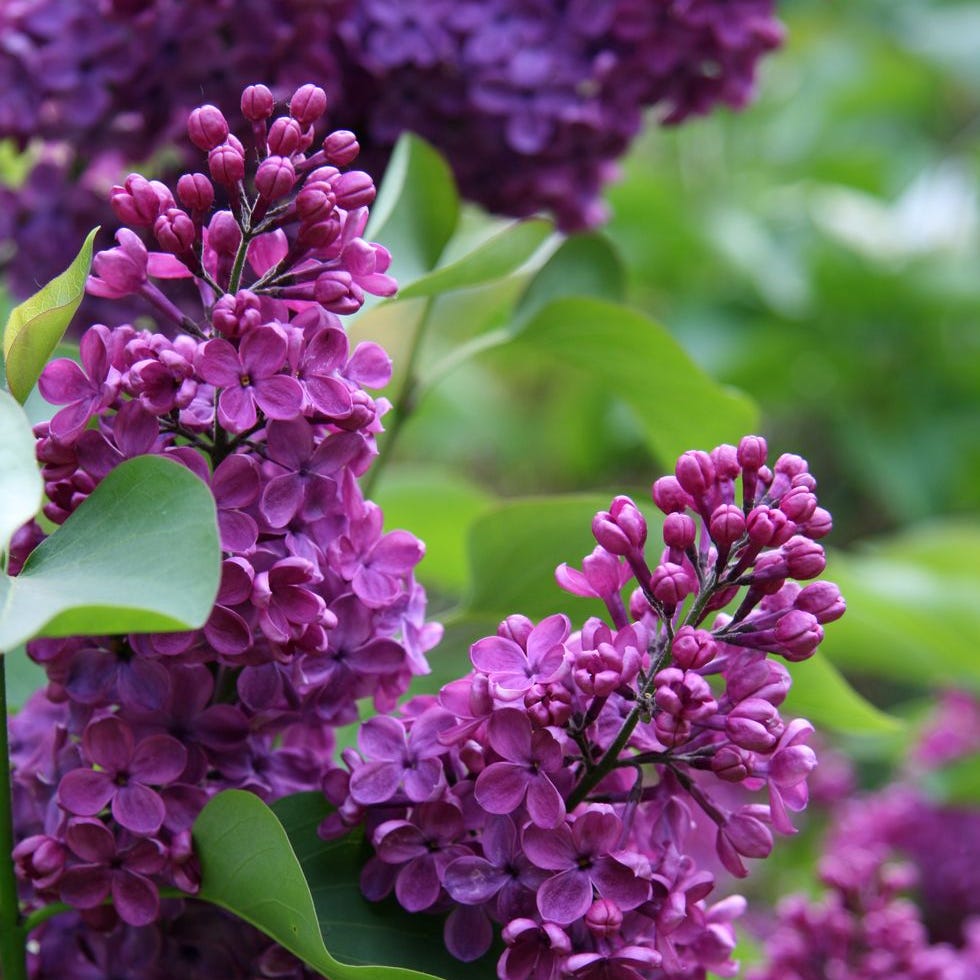 Flower Meanings - Lilac flower meanings, lilac