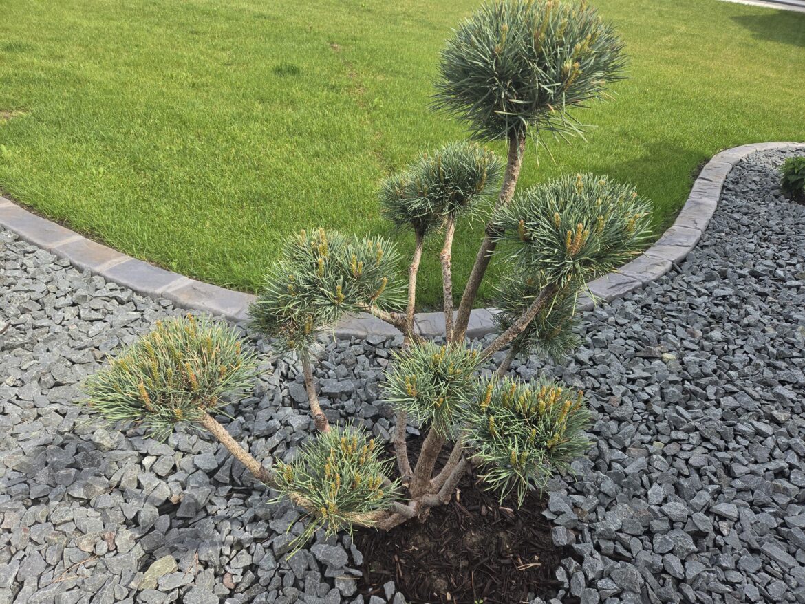 Landscapers put this in, no one knows what it is. US Minnesota