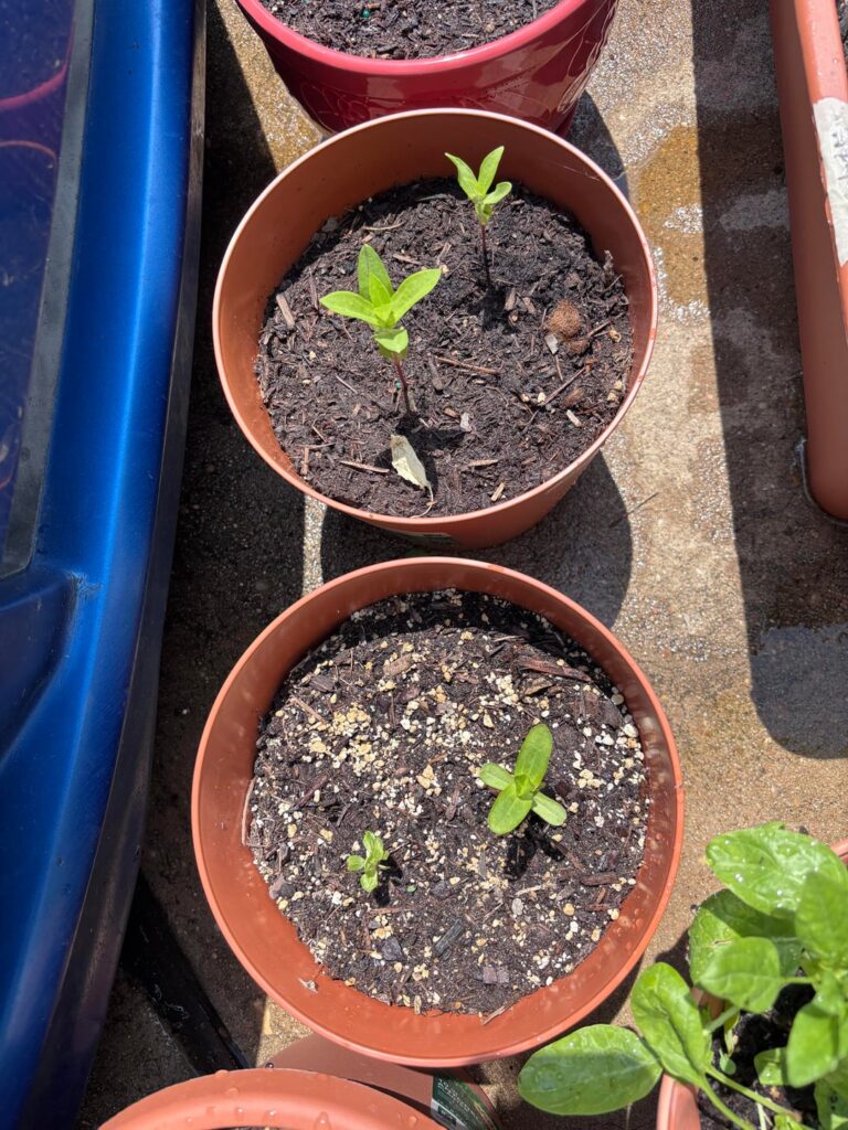 Mutant Zinnia? Mutant Zinnia?