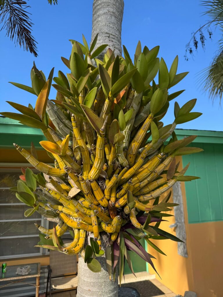 ID and planting help