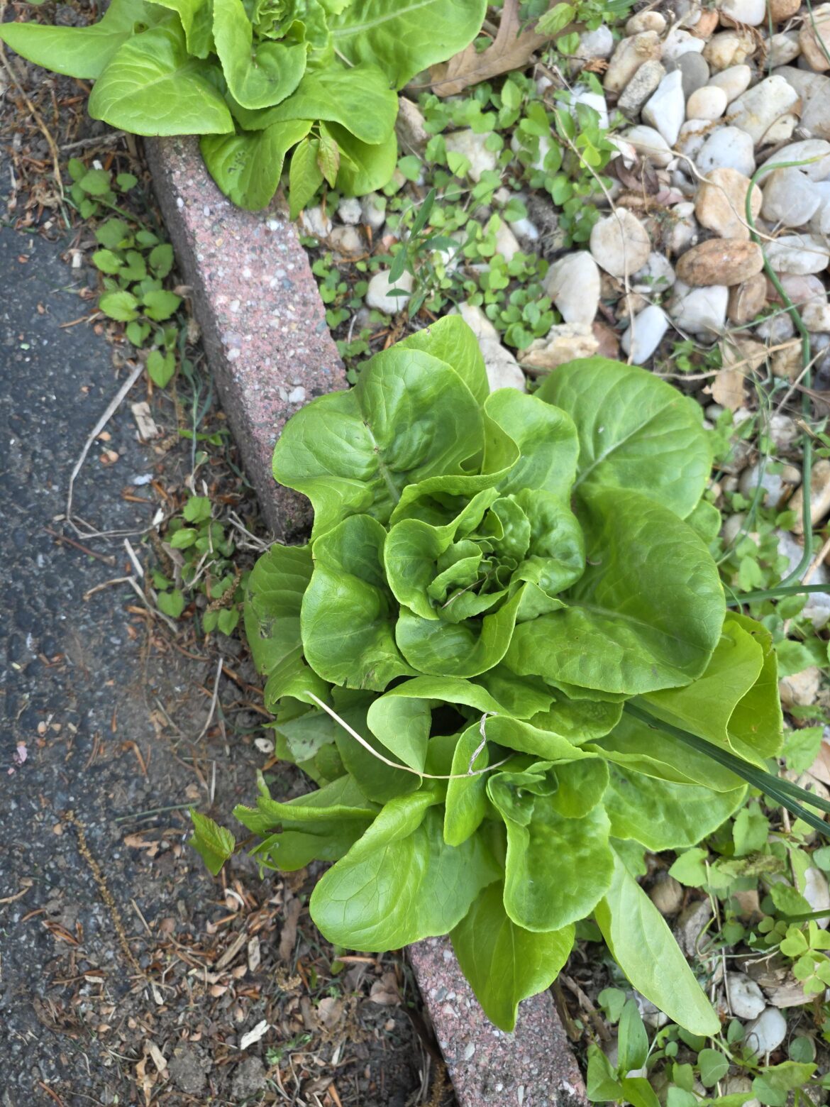Growing on the edge of my driveway, is this Butterhead lettuce?