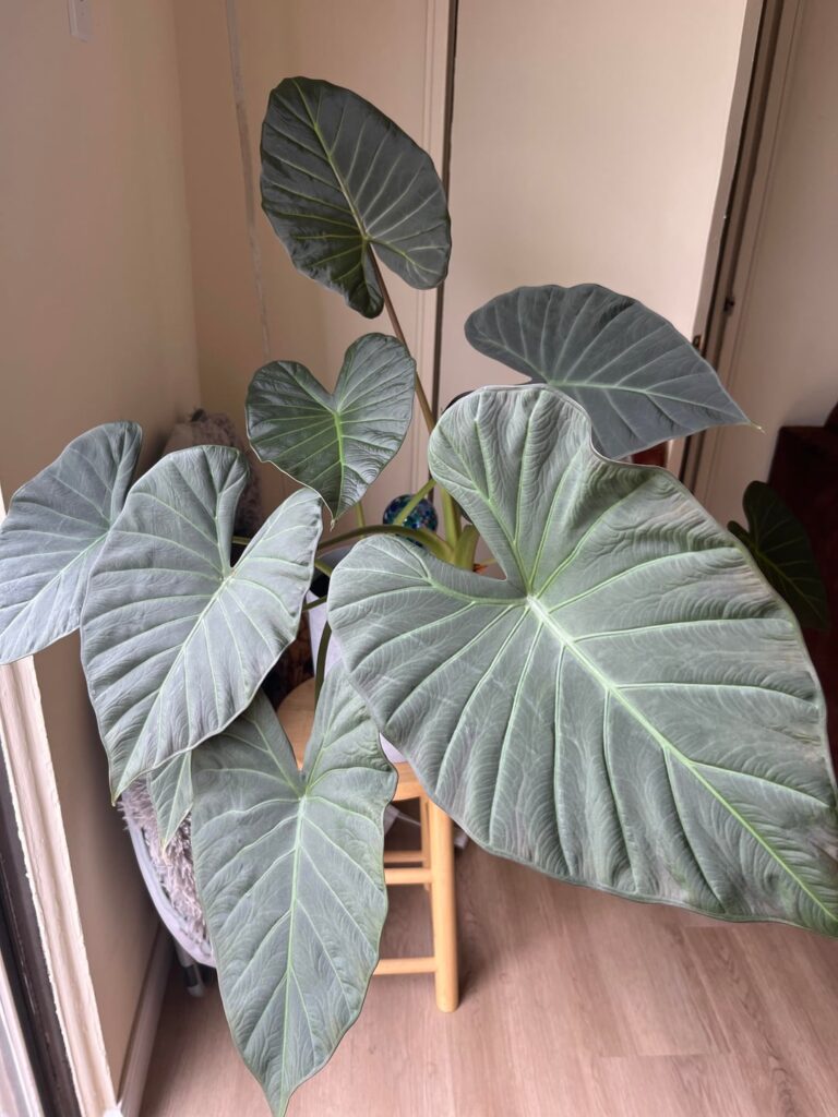 Left with this plant, not sure how to care for it Left with this plant, not sure how to care for it