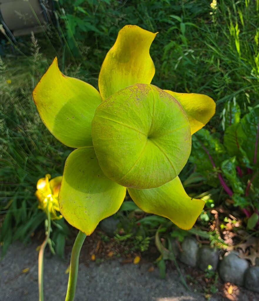 Sarracenia flava flower