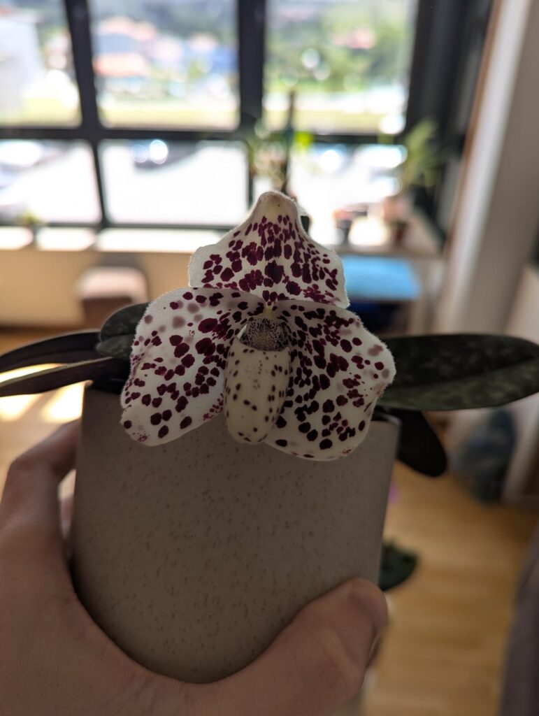 Paphipedilum bellatulum