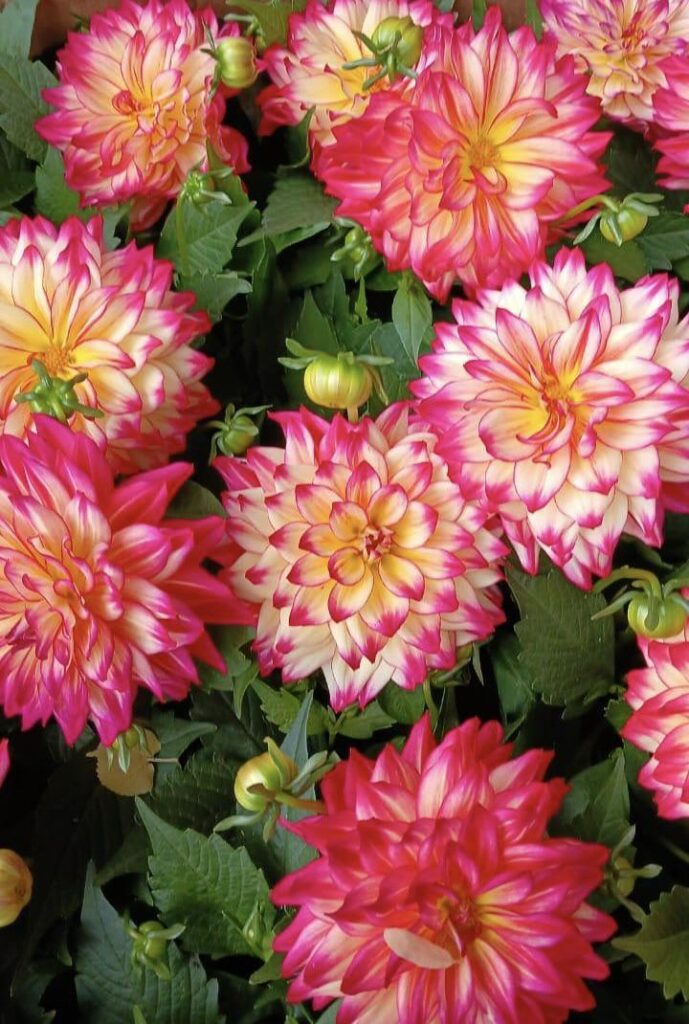How do you like the flowers, guys?