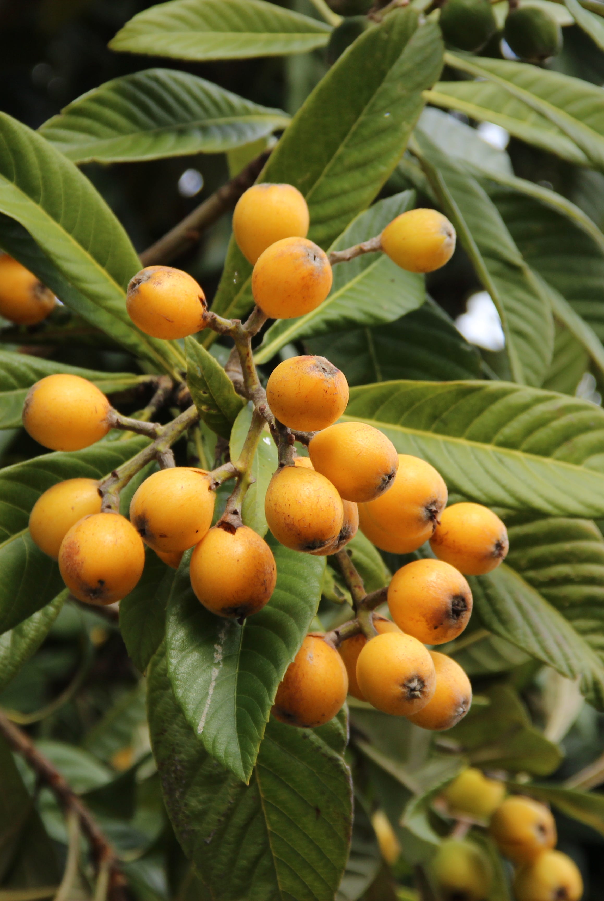 loquat fruit on tree