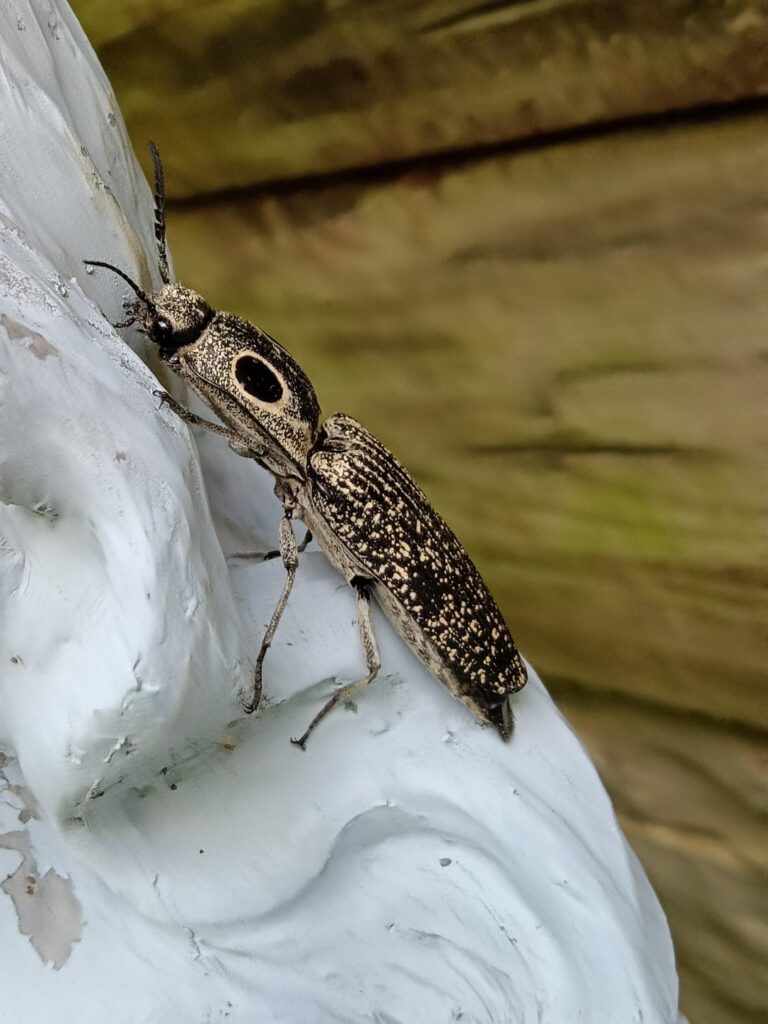 Found this cute beetle in an old flowerbed