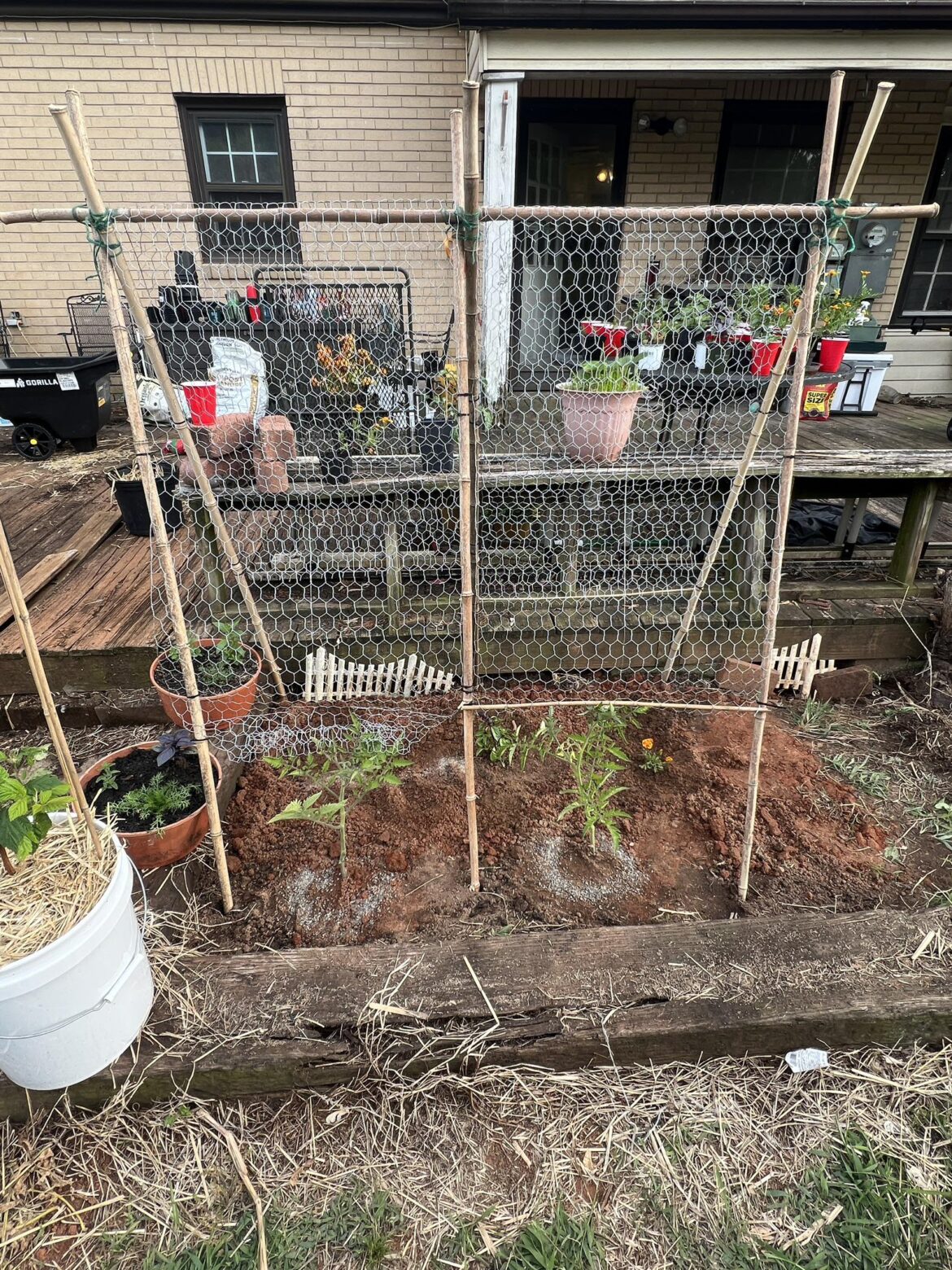 Bamboo and Chicken wire trellis.