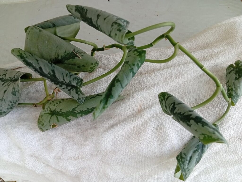 Pothos Leaves Curling Like Crazy! Pothos Leaves Curling Like Crazy!