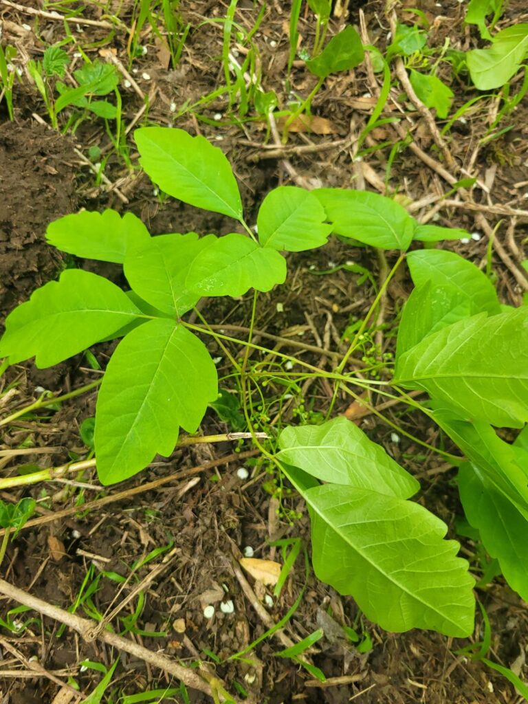 What is this vine-like plant growing in my back garden?