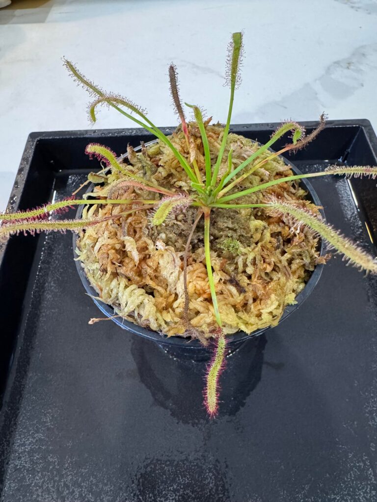 Dying Drosera Capensis