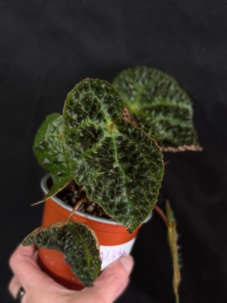 The only plant I’ve ever gotten in the mail and been seriously impressed by… The only plant I’ve ever gotten in the mail and been seriously impressed by…