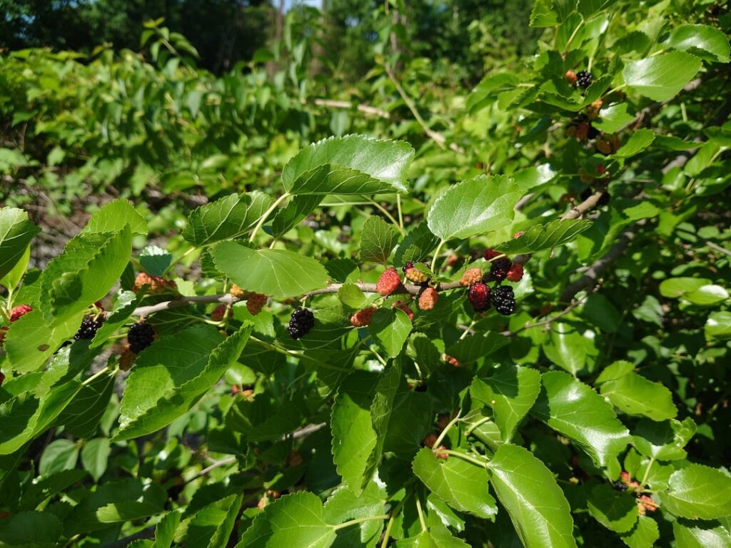 Berry ID -along a woody bike path in Washington DC