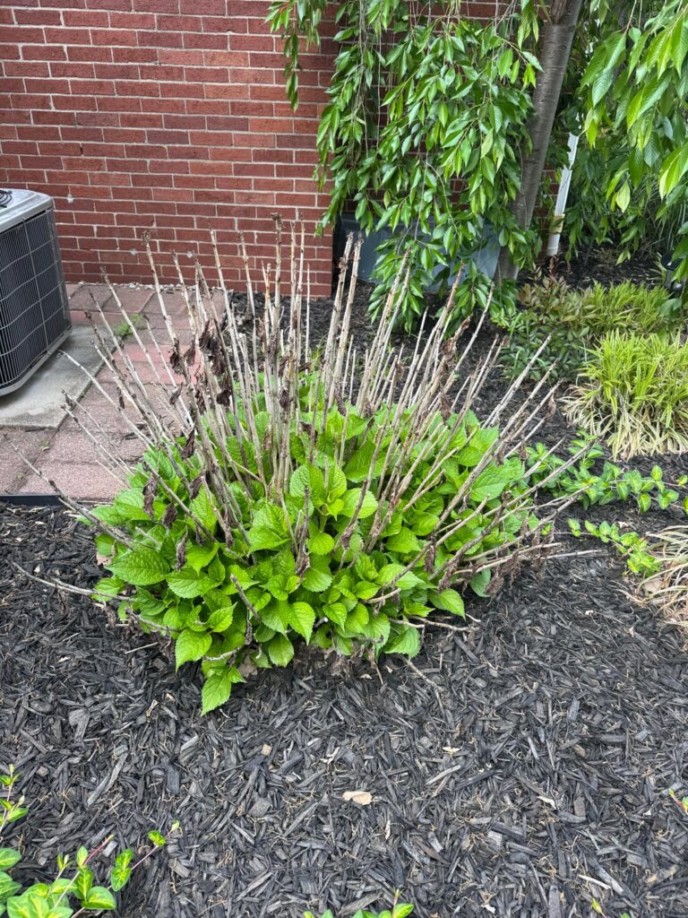 Do I prune?