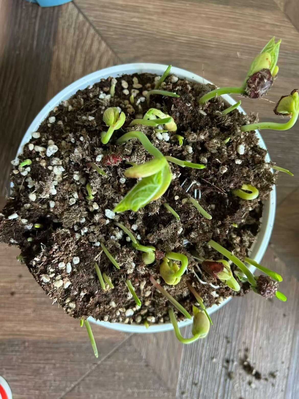 Admit it, you also talk to your sprouting seeds,right ？😂