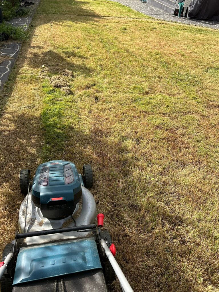 What is wrong with my grass??? What is wrong with my grass???