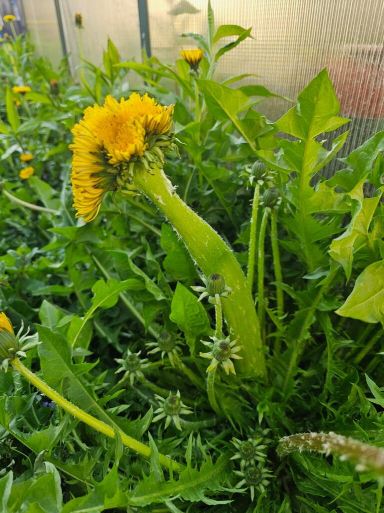 Absolute unit of a dandelion