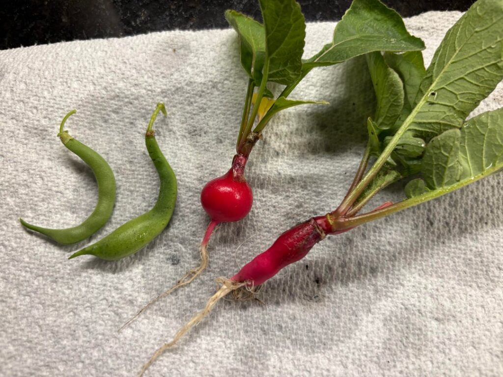 Teenie Tiny Harvest