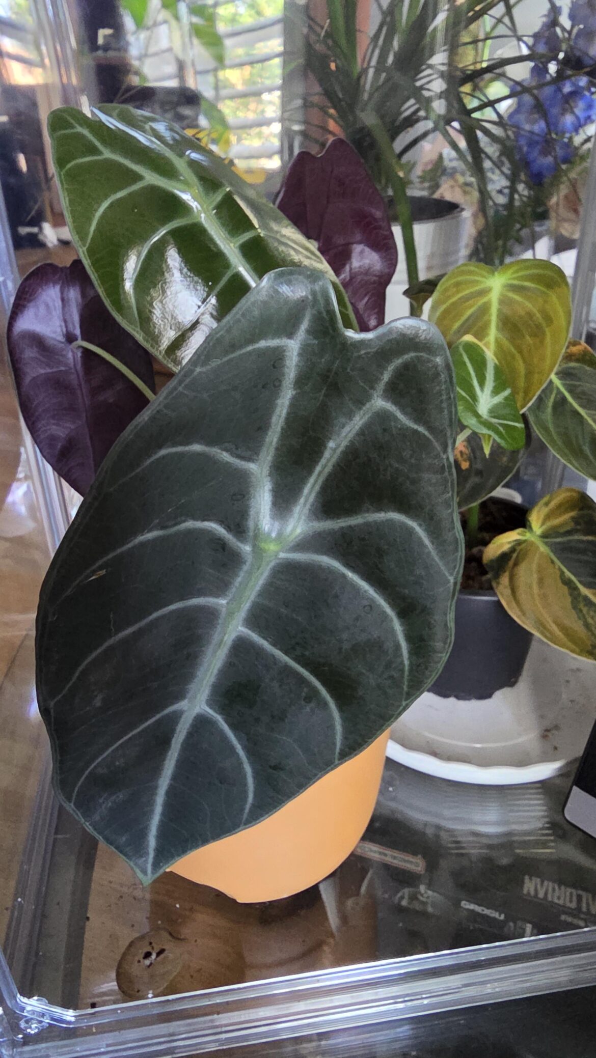 What is this?
