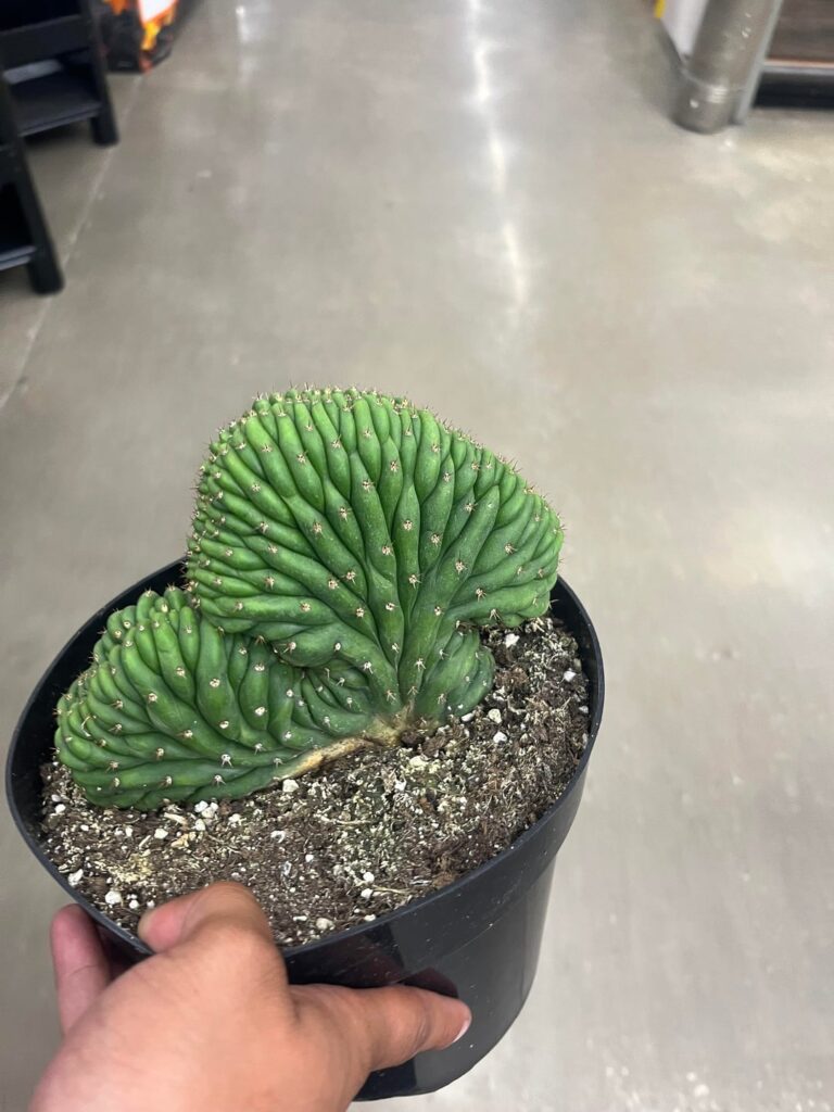 Today’s Home Depot find