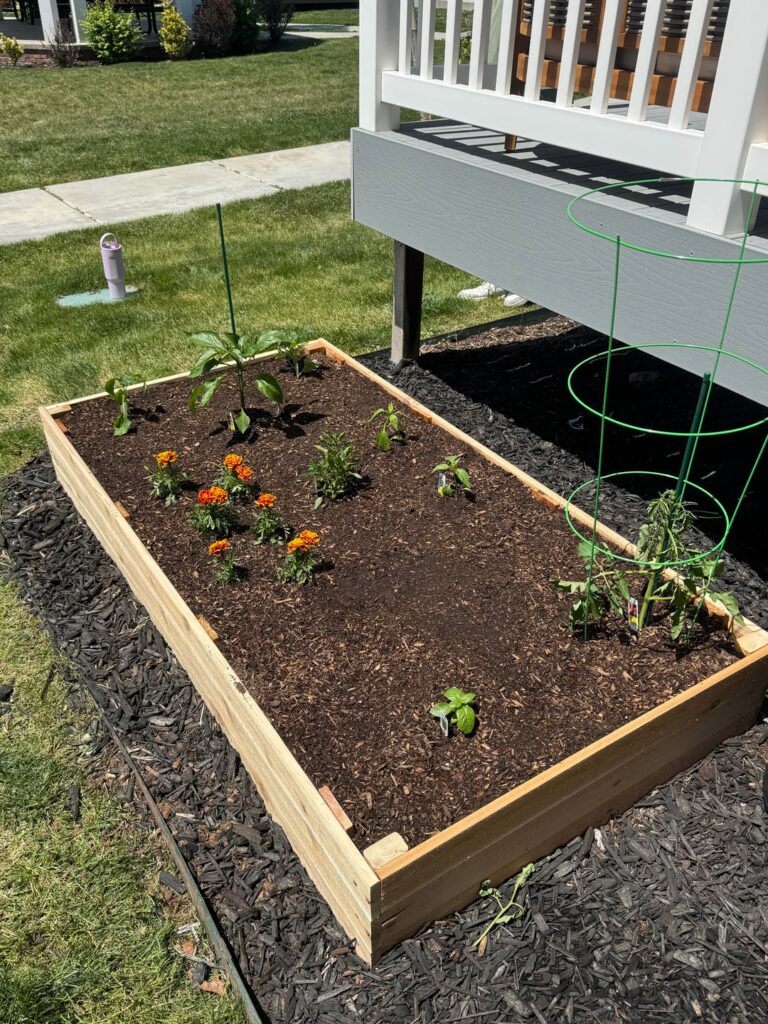 My first garden!! My first garden!!