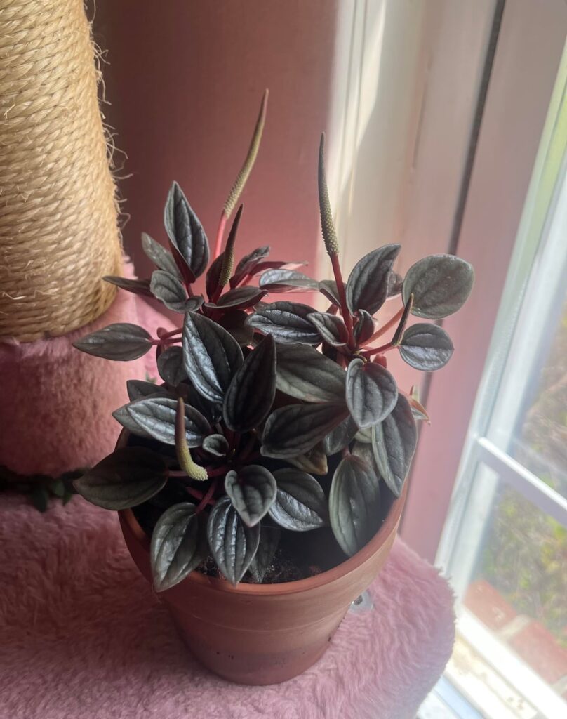 My peperomia 🌿
