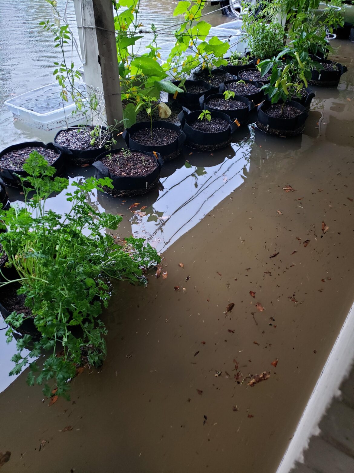 Plants flooded! — Just hoping now Plants flooded! -- Just hoping now