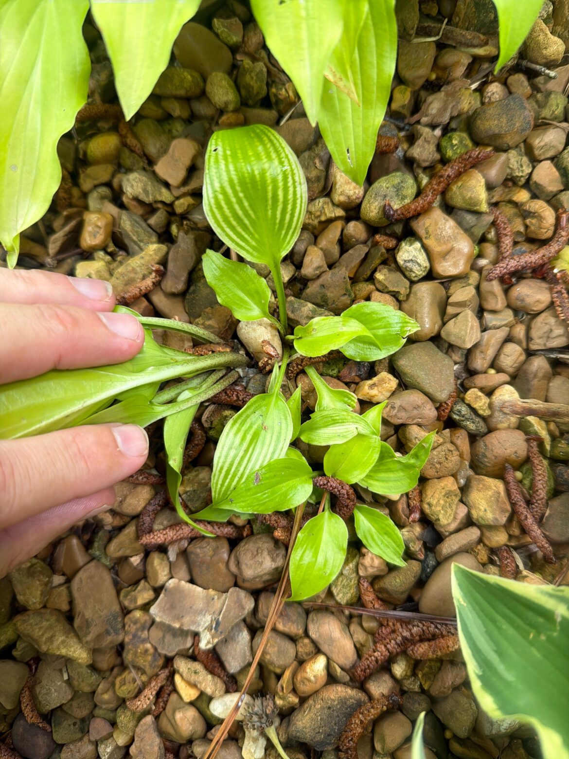 Sick hosta? Sick hosta?