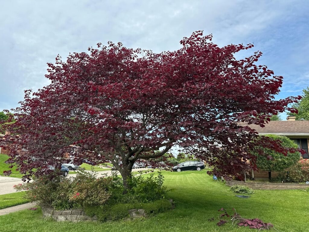 How do I handle this tree? How do I handle this tree?