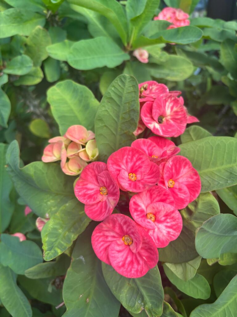 Flowers from Jamaica 🌸🌼